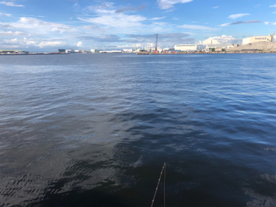 鯖、イワシ乱舞！！