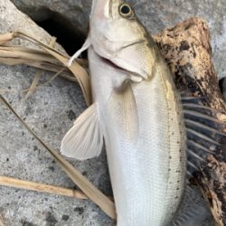 1ヶ月半振りの釣行