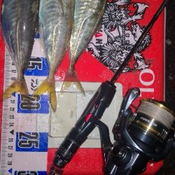 アジング練習　314 ABU スローテーパーロッド