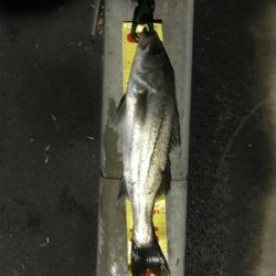 まだセイゴ祭り