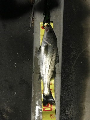 まだセイゴ祭り