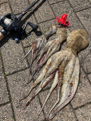 久々、雨知らずな蛸散歩。良型630g含め3…