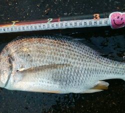 『釣りデビュー(^^)』230日目