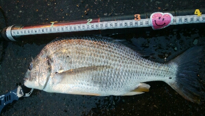 『釣りデビュー(^^)』230日目