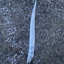 タチウオ調査！F2.5