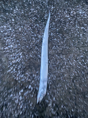 タチウオ調査！F2.5