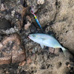 息子とショアジギング