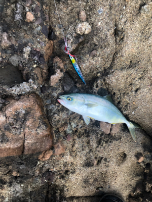 息子とショアジギング