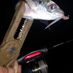 アジング練習　315