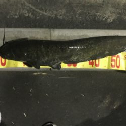 引き続きセイゴ祭り中