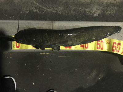 引き続きセイゴ祭り中