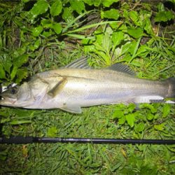 メタルバイブでシーバス