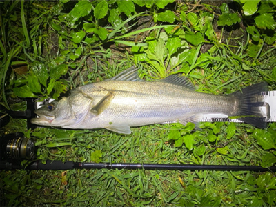 メタルバイブでシーバス