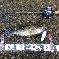 デカハネフィッシュ