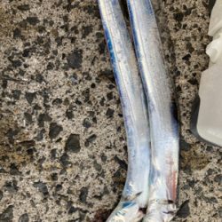 久々のタチウオ、、