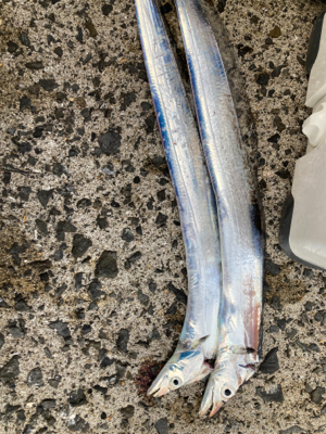 久々のタチウオ、、