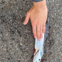 雨上がり　太刀魚