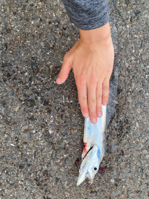 雨上がり　太刀魚