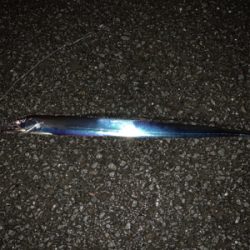 今年太刀魚初釣行