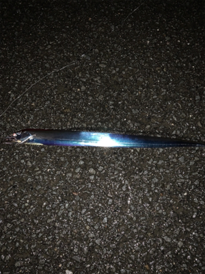 今年太刀魚初釣行