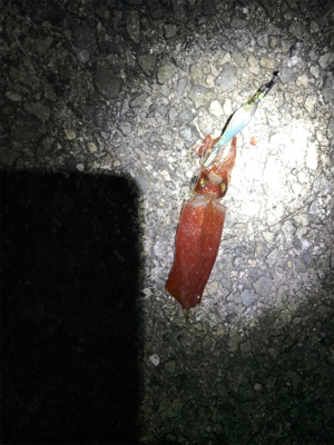 ケンサキイカ釣行