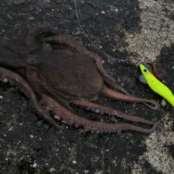 まだタコ釣れます