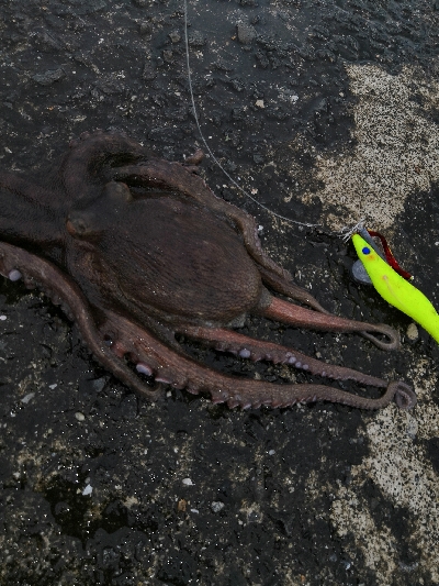 まだタコ釣れます