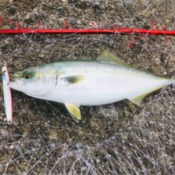 ピンク系ルアーは重宝する！？