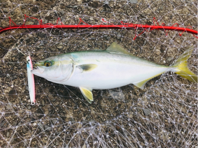 ピンク系ルアーは重宝する！？