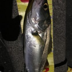 セイゴしか釣れません