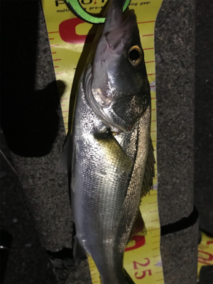 セイゴしか釣れません