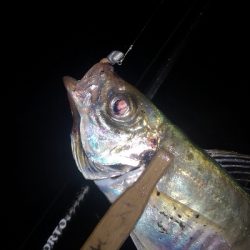 アジング練習　316