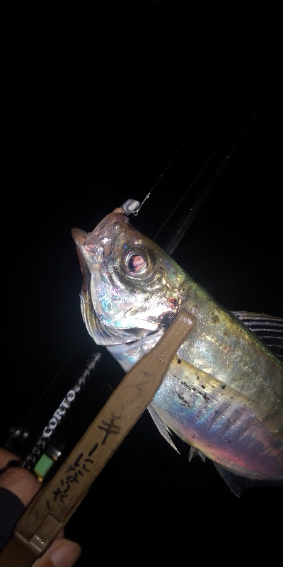 アジング練習　316