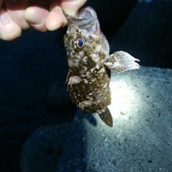 キジハタ4匹、ソイ1匹！