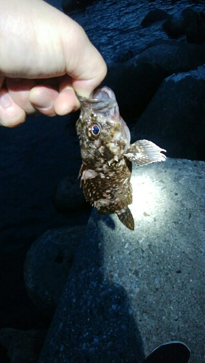 キジハタ4匹、ソイ1匹！