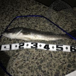 ジョイクロ１７８で釣れた