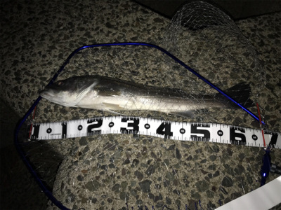 ジョイクロ１７８で釣れた