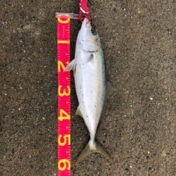 サバングのはずが…