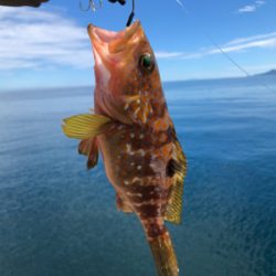 シイラとタチウオを狙うも