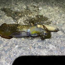 アオリイカ新子調査