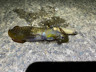 アオリイカ新子調査