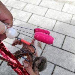 タコからの鯖祭り