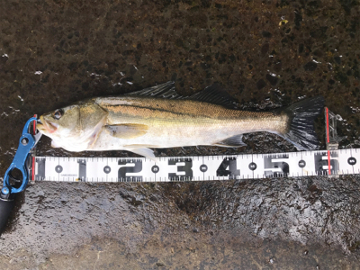 またしてもヒラスズキ