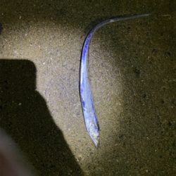 2021年太刀魚開幕