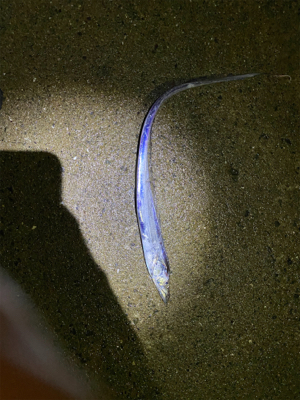 2021年太刀魚開幕