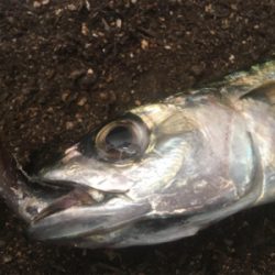 ノマセをしたら‥