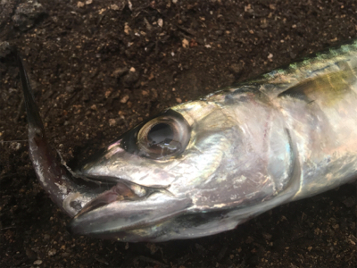 ノマセをしたら‥