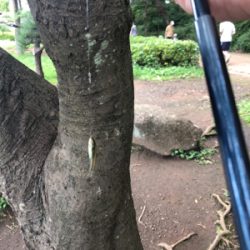 家族でクチボソ