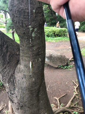 家族でクチボソ