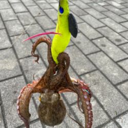 なんとか釣れました